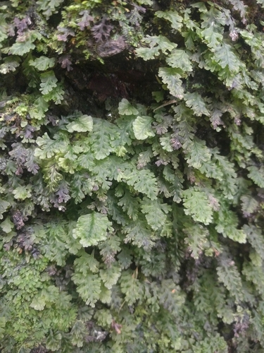 Crepidomanes draytonianum