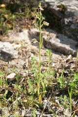 Ophrys mammosa