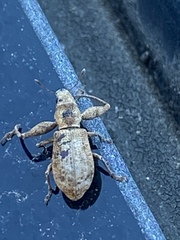 Pandeleteius defectus