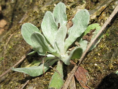 Tephroseris kirilowii