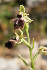 Ophrys mammosa