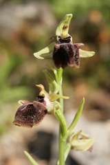 Ophrys mammosa