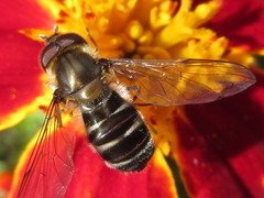 Betasyrphus serarius