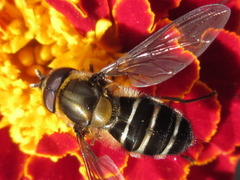 Betasyrphus serarius
