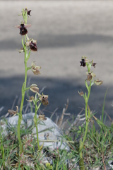 Ophrys mammosa