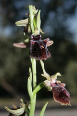 Ophrys mammosa