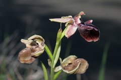 Ophrys mammosa