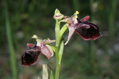 Ophrys mammosa