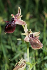 Ophrys mammosa