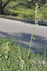 Ophrys mammosa