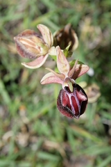 Ophrys mammosa