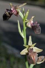 Ophrys mammosa