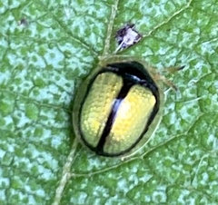 Charidotis nigrocincta