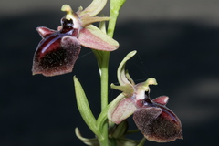 Ophrys mammosa