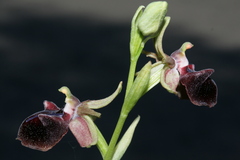 Ophrys mammosa