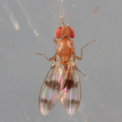 Chymomyza