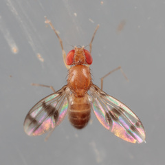 Chymomyza