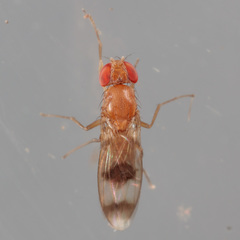 Chymomyza