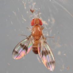 Chymomyza