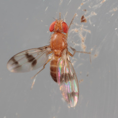 Chymomyza