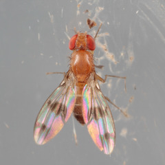 Chymomyza