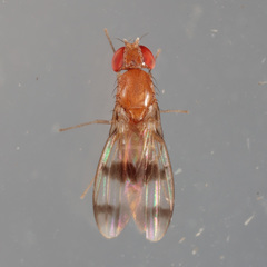 Chymomyza