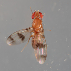 Chymomyza