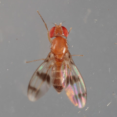 Chymomyza