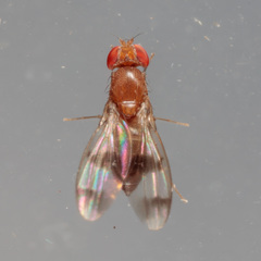 Chymomyza