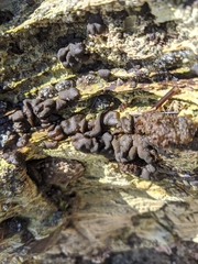 Ectocarpales