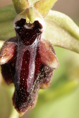 Ophrys mammosa