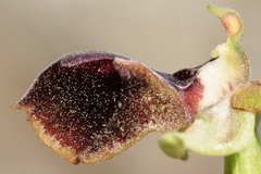 Ophrys mammosa