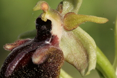 Ophrys mammosa
