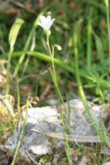 Gagea graeca