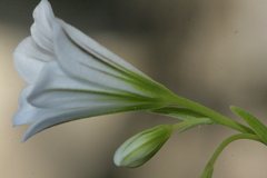 Gagea graeca