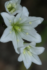 Gagea graeca