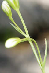 Gagea graeca