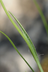 Gagea graeca