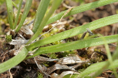Gagea graeca