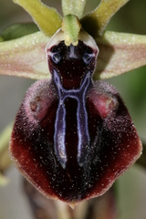 Ophrys mammosa