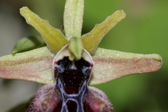 Ophrys mammosa