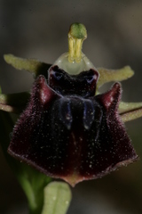 Ophrys mammosa