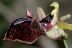 Ophrys mammosa