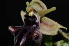 Ophrys mammosa