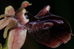 Ophrys mammosa