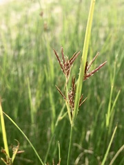 Cyperus corymbosus