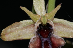 Ophrys mammosa
