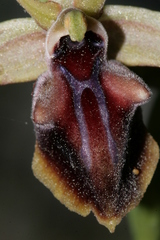 Ophrys mammosa