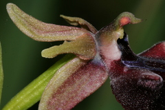 Ophrys mammosa