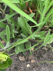 Silene burchellii